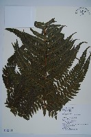 毛囊鱗蓋蕨藏品圖，第1張