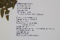 毛囊鱗蓋蕨藏品圖，第2張