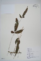 新月蕨藏品圖，第1張