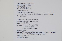 新月蕨藏品圖，第2張