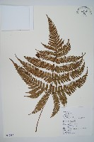 臺灣鱗毛蕨藏品圖，第1張