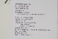 擬芨瓦葦藏品圖，第2張