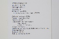 細葉蕗蕨藏品圖，第2張