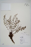 細葉碎米蕨藏品圖，第1張