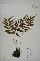 革葉鐵角蕨藏品圖，第1張