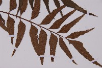 革葉鐵角蕨藏品圖，第3張