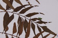 革葉鐵角蕨藏品圖，第4張