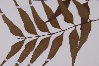 革葉鐵角蕨藏品圖，第5張