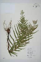 達邊蕨藏品圖，第1張