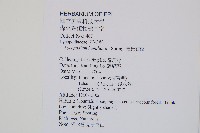 福氏石松藏品圖，第2張