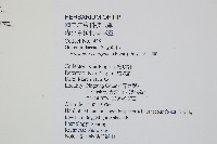 穴子蕨藏品圖，第2張