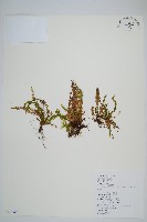 姬荷苞蕨藏品圖，第1張