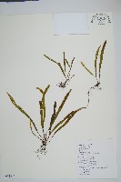 大武禾葉蕨藏品圖，第1張