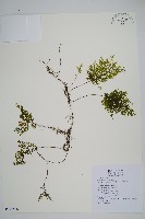 細葉蕗蕨藏品圖，第1張