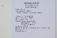 細葉蕗蕨藏品圖，第2張