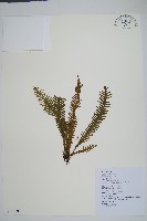 穴子蕨藏品圖，第1張