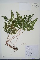 三角葉陵齒蕨藏品圖，第1張