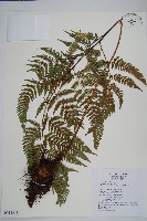 落鱗鱗毛蕨藏品圖，第1張