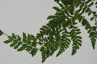 嫩鱗蓋蕨藏品圖，第3張