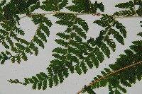 嫩鱗蓋蕨藏品圖，第4張