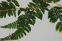 嫩鱗蓋蕨藏品圖，第5張