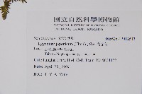 海金沙藏品圖，第2張