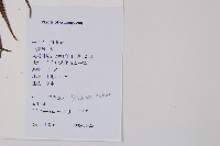 金狗毛蕨藏品圖，第2張