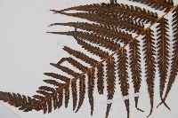 金狗毛蕨藏品圖，第3張