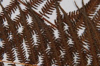 金狗毛蕨藏品圖，第5張