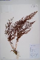 烏蕨藏品圖，第1張