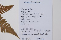 闊鱗鱗毛蕨藏品圖，第2張