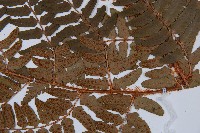 闊鱗鱗毛蕨藏品圖，第3張