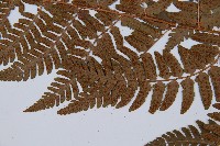 闊鱗鱗毛蕨藏品圖，第4張