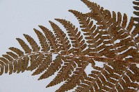 闊鱗鱗毛蕨藏品圖，第5張