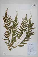 毛蕨藏品圖，第1張