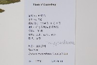 毛蕨藏品圖，第2張