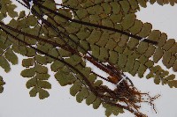 扇葉鐵線蕨藏品圖，第3張