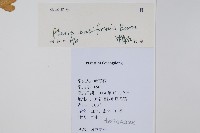 箭葉鳳尾蕨藏品圖，第2張