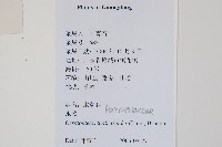 水蕨藏品圖，第2張