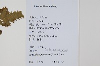 海金沙藏品圖，第2張