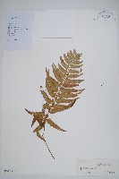 登錄號:P012522藏品圖，第1張