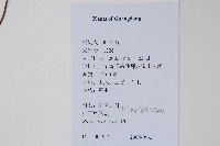 多羽鳳尾蕨藏品圖，第2張