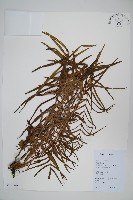 鱗蓋鳳尾蕨藏品圖，第1張