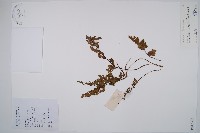 隱囊蕨藏品圖，第1張