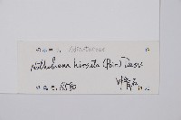 隱囊蕨藏品圖，第2張