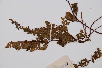 隱囊蕨藏品圖，第3張