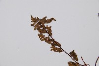 隱囊蕨藏品圖，第4張