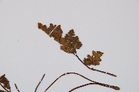 隱囊蕨藏品圖，第5張