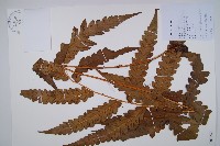 日本狗脊蕨藏品圖，第1張