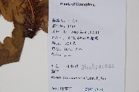 日本狗脊蕨藏品圖，第2張